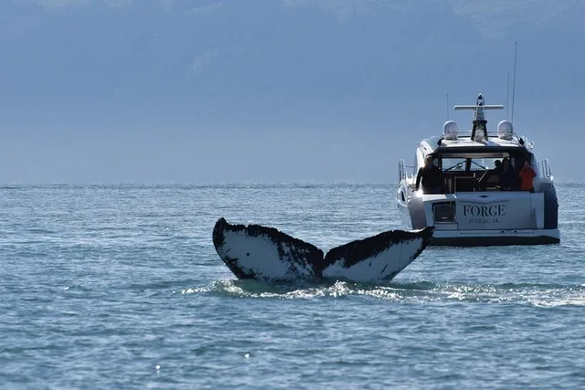 Private Whale Watch in Your Own Yacht 4 hr - Image 3