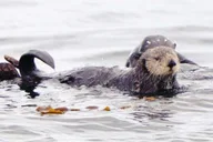 Sitka Wildlife Boat Tour thumbnail 2