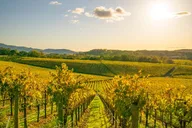 San Francisco Napa Valley Wine Tour thumbnail 1