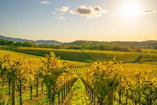 San Francisco Napa Valley Wine Tour