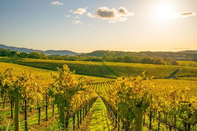 San Francisco Napa Valley Wine Tour - Image 1