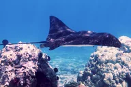 Lahaina Sea Scooter Snorkeling Tour thumbnail 4