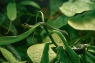San Francisco California Academy of Sciences Tour thumbnail 5