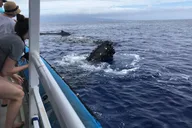 Ma'alaea Harbor Whale Watching Tour thumbnail 6