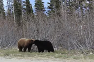 Skagway White Pass & Gold Rush Adventure thumbnail 3