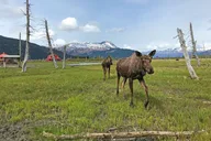 Anchorage Wildlife Adventure to Seward thumbnail 1