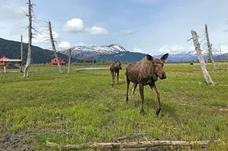 Anchorage Wildlife Adventure to Seward
