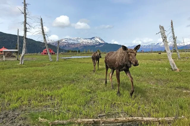 Anchorage Wildlife Adventure to Seward - Image 1