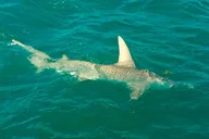 Key West Inshore Shark Fishing Experience thumbnail 4