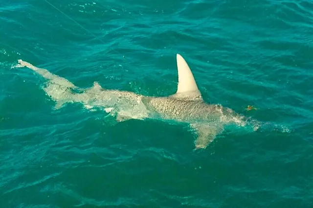 Key West Inshore Shark Fishing Experience - Image 4