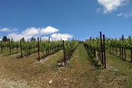 Napa Wine Tour in Private Limousine 6 hr thumbnail 4