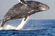 Hoonah Whale Watching Tour thumbnail 3