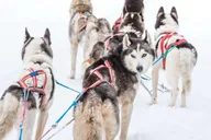 Fairbanks Dog Sledding Adventure thumbnail 3