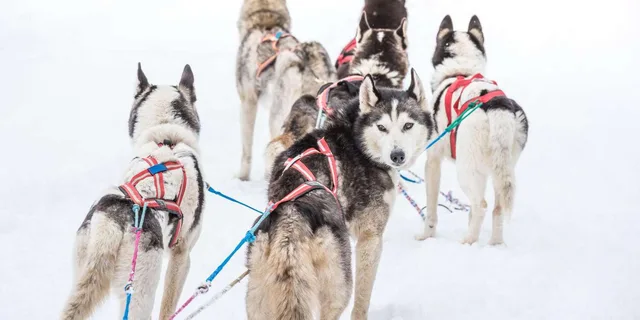 Fairbanks Dog Sledding Adventure - Image 3