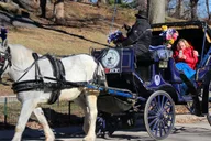 New York City Horse-Drawn Carriage Ride thumbnail 3