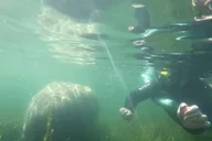 Crystal River Manatee Snorkeling Tour 3 hr thumbnail 3