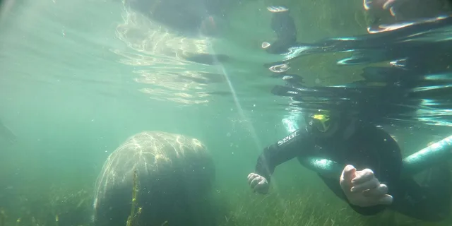 Crystal River Manatee Snorkeling Tour 3 hr - Image 3