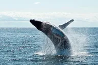 New York City Whale Watching Tour thumbnail 6