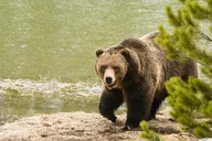 Yellowstone Wildlife Sightseeing Tour thumbnail 6