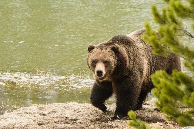 Yellowstone Wildlife Sightseeing Tour - Image 6
