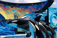 Orlando SeaWorld Park Admission thumbnail 1