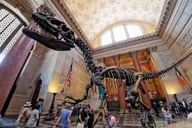 Washington DC Museum of Natural History Private Tour thumbnail 4