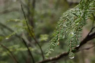 Asheville Forest Bathing & Nature Therapy 3 hr thumbnail 6