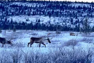 Alaska Group Experience thumbnail 5