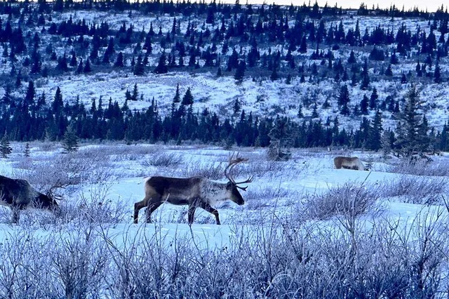 Alaska Group Experience - Image 5