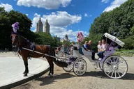 NYC Central Park Horse Carriage Ride thumbnail 3