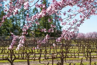 Lodi Wine Tasting Audio Tour