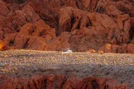 Las Vegas Valley of Fire Helicopter Tour with Landing thumbnail 6