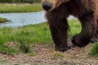 Anchorage Wilderness Wildlife and Glacier Experience thumbnail 1