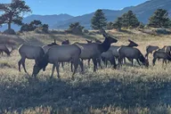 Estes Park Elk Rut Guided Tour 2 hr thumbnail 1