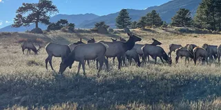 Estes Park Elk Rut Guided Tour 2 hr