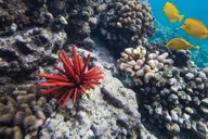 Kihei Molokini Crater and Turtle Town Snorkeling thumbnail 5