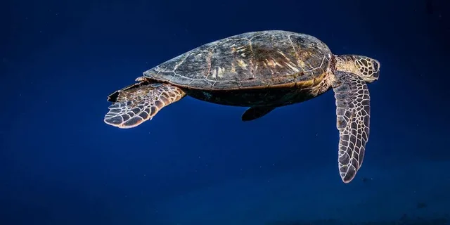 Lahaina Scuba Diving Intro from Shore 3 hr - Image 2