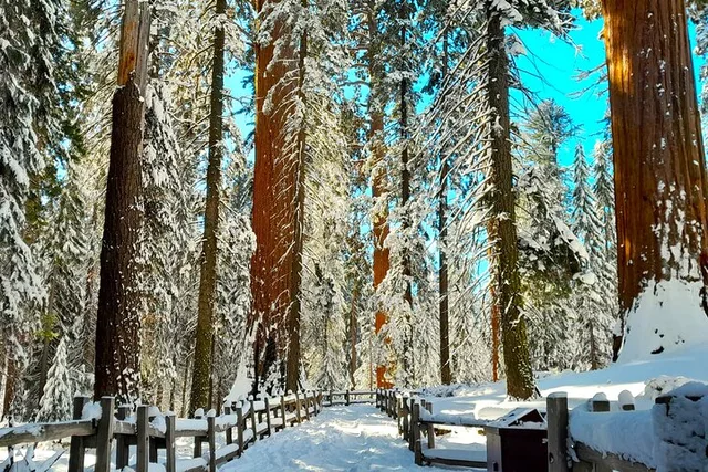 Fresno Sequoia Winter Tour - Image 1