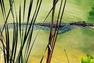 Florida Keys Aquarium Encounters Day Tour 7 hr thumbnail 3