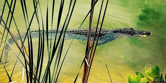 Florida Keys Aquarium Encounters Day Tour 7 hr - Image 3