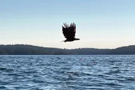 Friday Harbor Kayaking Tour 3 hr thumbnail 3