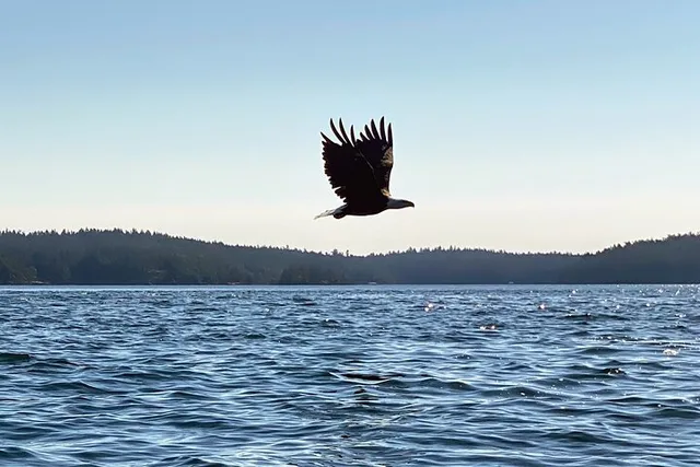 Friday Harbor Kayaking Tour 3 hr - Image 3