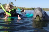 Crystal River Manatee Snorkel Tour thumbnail 1