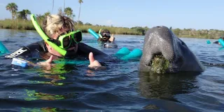 Crystal River Manatee Snorkel Tour