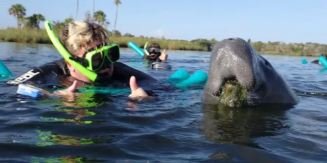 Crystal River Manatee Snorkel Tour - Image 1