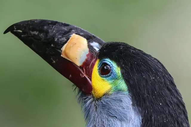 Ecuador Birding Photo Tour Andes to Amazon 10 Days - Image 1