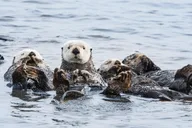 Monterey Bay Whale Watching Tour thumbnail 4