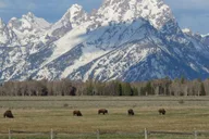 Jackson Grand Teton National Park Full-Day Tour thumbnail 6