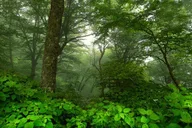 Asheville Waterfall Photography Tour thumbnail 6