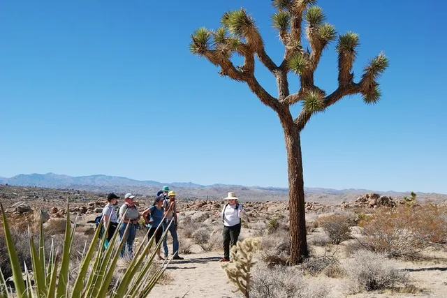 Joshua Tree Natural Wonders Walk - Image 2